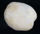 Cretaceous Mecaster Fossil Urchin - Morocco #10623-1